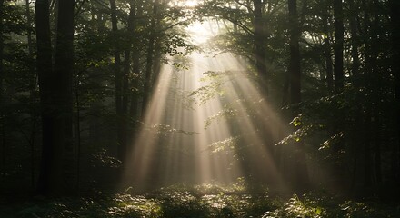 Obraz premium Sunbeams filter through the dense canopy of a lush forest, illuminating the undergrowth with ethereal light