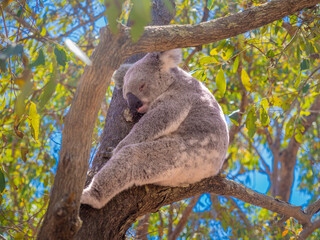 Well camouflaged amon the eucalyptus forest trees, wild koala (Phascolarctos cinereus) resting on a tree branch, Forts Hiking Trail, Magnetic Island, Queensland, Australia