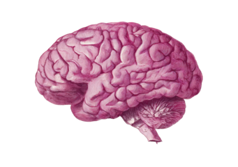 Side view of a human brain (1)
