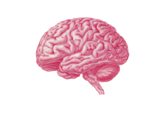 Side view of a pink human brain
