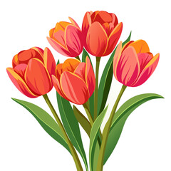 Fototapeta premium A vector illustration of a red tulips with green leaves, isolated on a white background