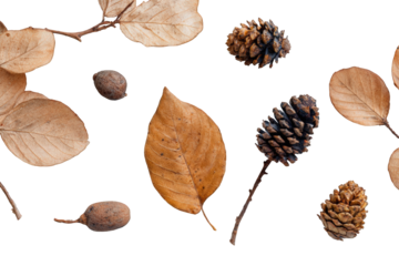 Autumnal leaves and pine cones on black background
