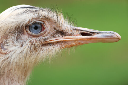 Rhea, a flightless bird blue eyed close up - Powered by Adobe