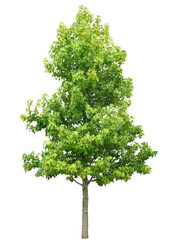 モミジバフウ　8月撮影　樹高6m 