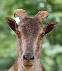 Stare-down Eye to eye with a goat