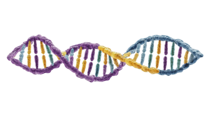 Double helix DNA structure