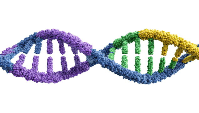 DNA double helix, scientific illustration