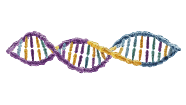 Double helix DNA structure
