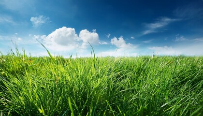 Fototapeta premium grass and blue sky