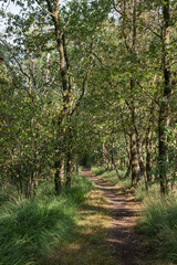 Obraz premium Naturschutzgebiet Haaksbergerveen