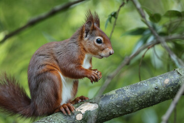 Red Squirrel on Branch: Wildlife Photography of Eurasian Red Squirrel in Natural Habitat