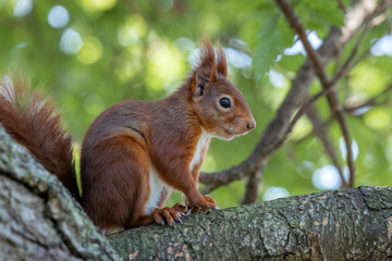 Red Squirrel Perched on a Tree Branch: Wildlife Photography
