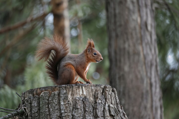 Red Squirrel on Tree Stump: Wildlife Photography, Nature Scene, Forest Animal, Eurasian Red Squirrel, Rodent, Wild Mammal,  Close-Up View, Natural Habitat, Detailed Texture