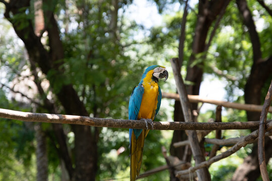 guacamaya, loro, cotorro