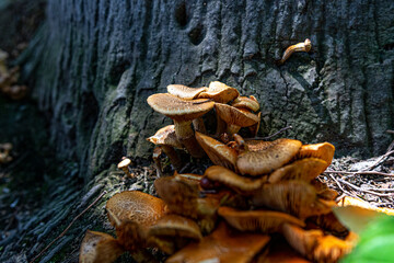 hongo, naturaleza, macro