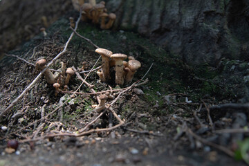 hongo, naturaleza, macro