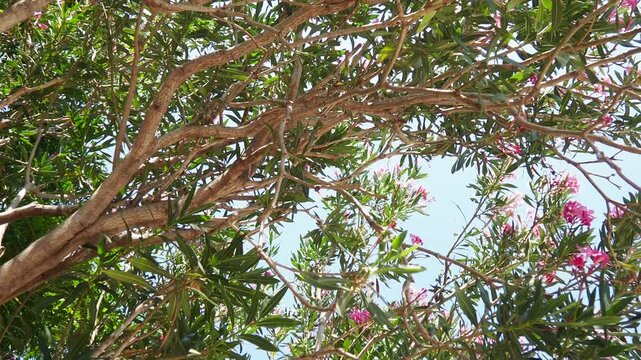 Nerium oleander, rosebay cultivated worldwide in temperate and subtropical areas as an ornamental and landscaping plant. Genus Nerium, Apocynoideae, Apocynaceae. Montenegro, Adriatic, Mediterranean