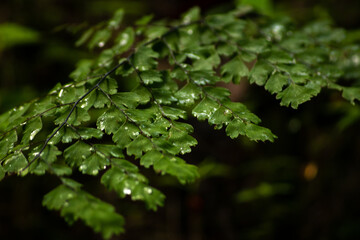 flor, naturaleza, macro