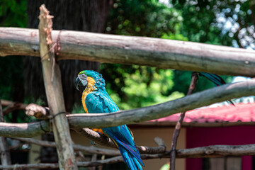 guacamaya, loro, cotorro