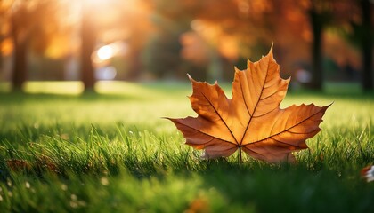 fall season imagery featuring a brown maple leaf on green grass
