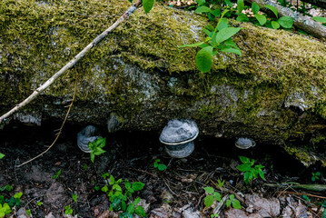 Parasitic fungi organic mushroom grow on bark of tree wood in humid dark forest