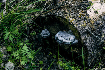 Parasitic fungi organic mushroom grow on bark of tree wood in humid dark forest