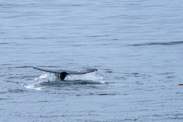 Fototapeta premium Photograph of a Gray Whale Tail breeching out of the water off the Oregon Coast in Depoe Bay.