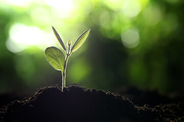 Young plant with green leaves growing from soil outdoors, closeup. Space for text