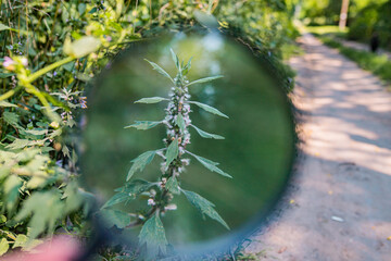 Motherwort leaves and whorled flowers magnified