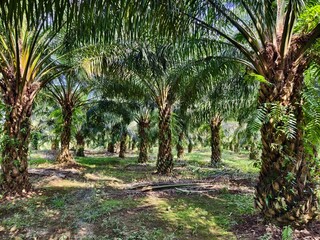 Obraz premium oil palm plantation in the morning