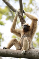 Obraz premium 木の上に座り見上げるシロテテナガザルのメス