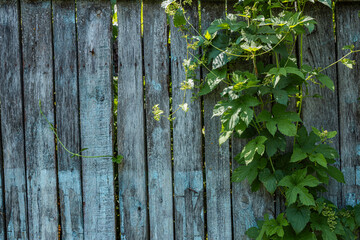 Hop plant Humulus lupulus climbing an old wooden fence