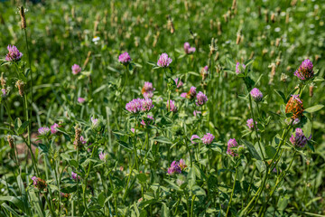Red clover Trifolium pratense blooming in a summer meadow