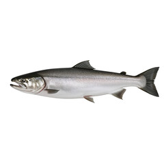 Naklejka premium Elegant isolated pacific salmon against stark background showcases natural shimmer