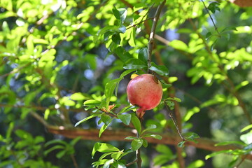 Pomegranate fruits. Lythraceae deciduous fruit tree.
The fruits ripen in autumn and are edible and have medicinal properties.
