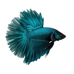 Magnificent turquoise siamese fighting fish showcasing exquisite iridescence and intricate fin