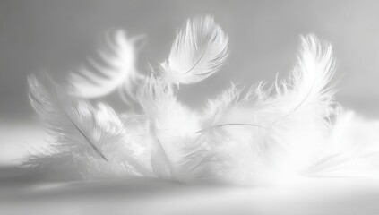 Obraz premium Soft, white feathers gently clustered