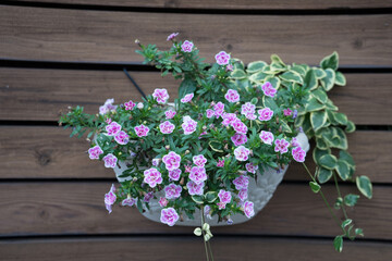 Fototapeta premium 壁に掛けたプランター