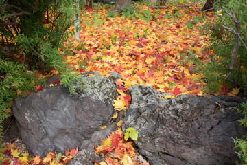 庭木の紅葉が大量の風景