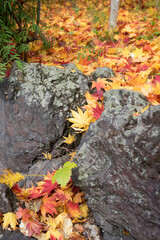 庭木の紅葉が大量の風景