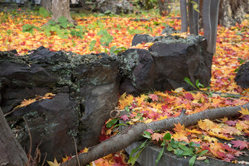 庭木の紅葉が大量の風景
