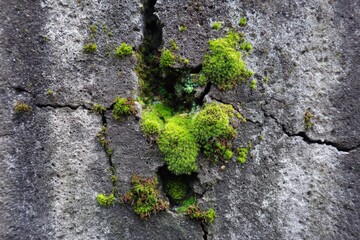 Moss-covered cracked concrete wall