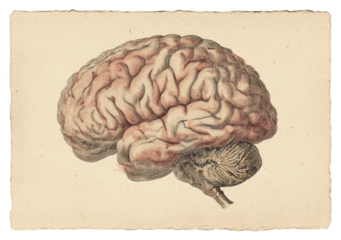Detailed illustration of a human brain (1)