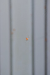 spider on web
