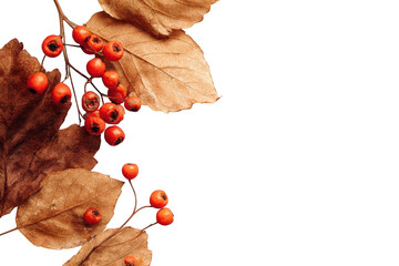 Dried autumnal berries and leaves