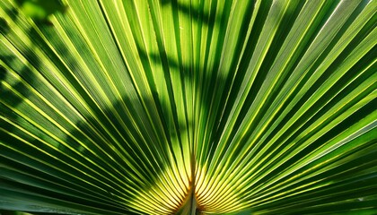 Fototapeta premium green palm tree leaf close up
