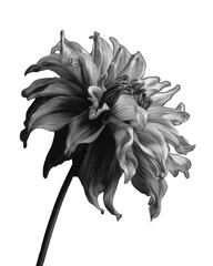 Black and white close-up of a dahlia