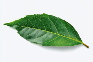 Fototapeta premium Single vibrant green leaf, top view, isolated on white