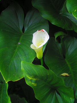  photographie de fleurs blanches d'arum en fleur &eacute;clair&eacute;es par le soleil parmi un feuillage verdoyant dans un parterre de fleur ornemental