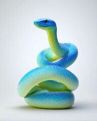 Fototapeta premium Vibrant blue and yellow snake coiled, studio shot